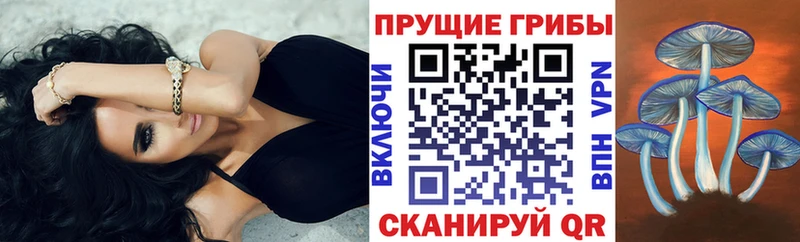купить  сайты  Ржев  кракен   Псилоцибиновые грибы GOLDEN TEACHER 