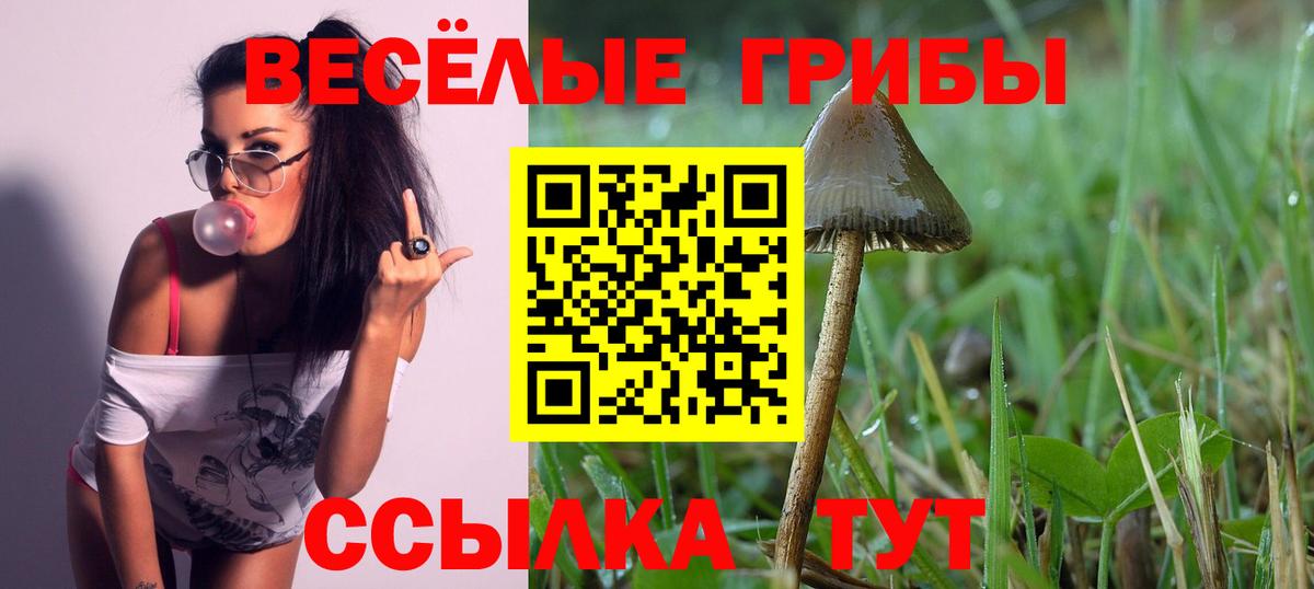 Псилоцибиновые грибы Psilocybine cubensis Ржев